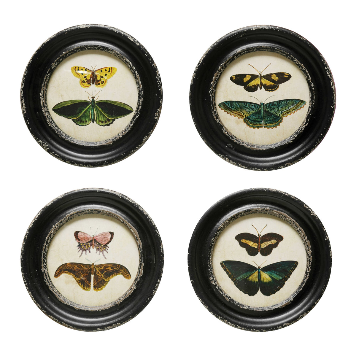 Framed Moth & Butterfly Print | Multicolor