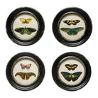 Framed Moth & Butterfly Print | Multicolor